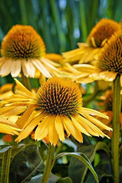 coneflower-8168628_1280