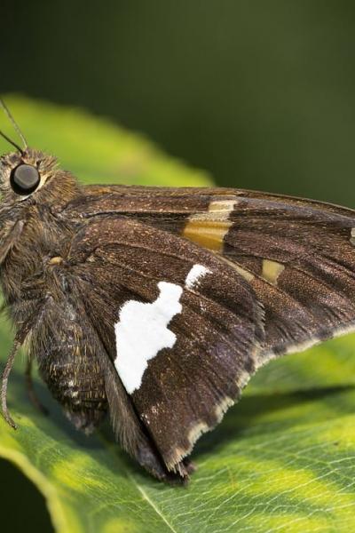 silver-spotted-skipper-8143617_1280